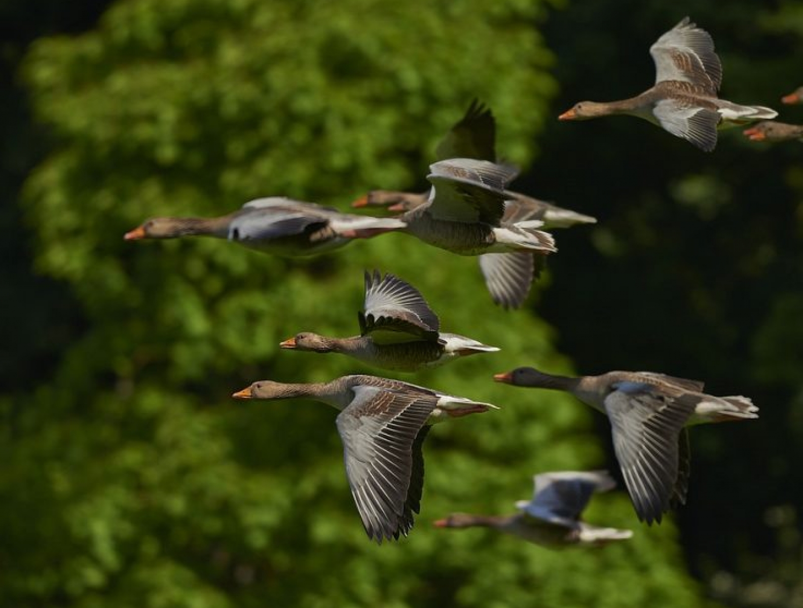 20 Birds you find in BC – Beautiful British Columbia